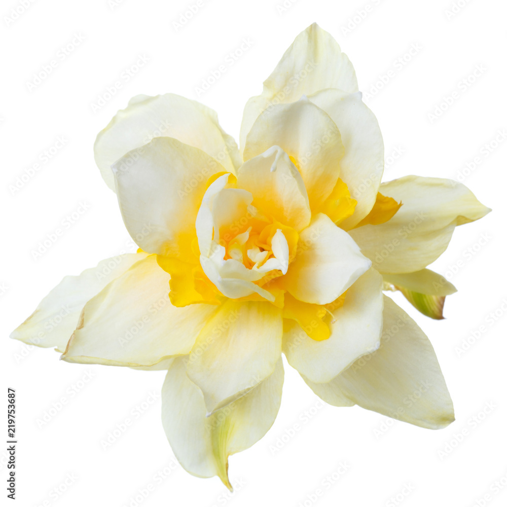 Yellow daisy flower daffodil isolated on white background.