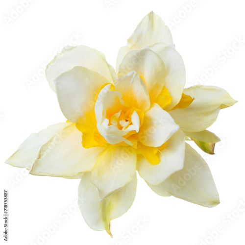 Yellow daisy flower daffodil isolated on white background.