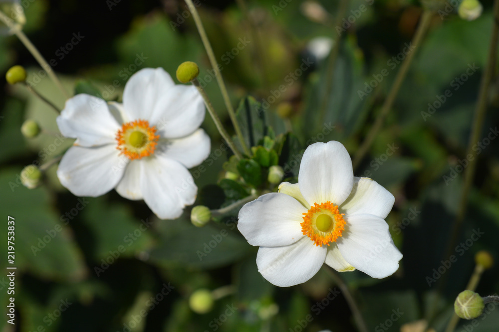 Japanese anemone Honorine Jobert Japanese anemone Honorine Jobert