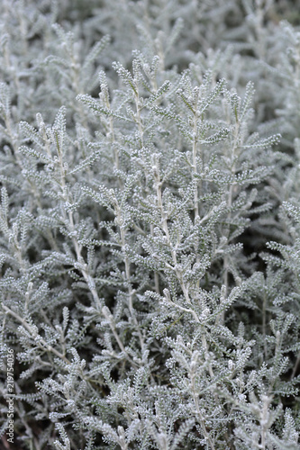 Cypress lavender cotton