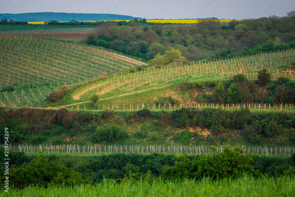 Vineyeards near Sardice, Hodonin, Czech Republic