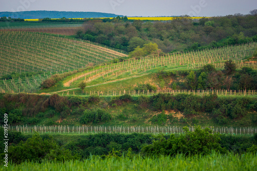 Vineyeards near Sardice, Hodonin, Czech Republic