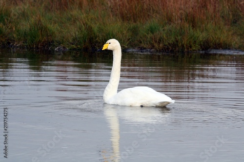 Cygnus cygnus  el cisne cantor  Islandia .