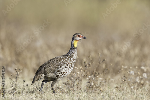 Foto Yellow-necked Francolin - Geelkeelfrankolijn
