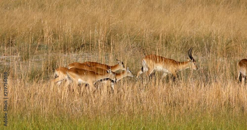 herd of southern red lechwe, Namibia Africa safari wildlife herd of southern red lechwe, Namibia Africa safari wildlife