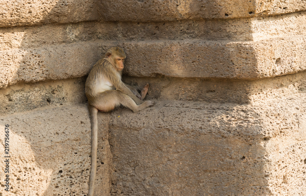 Monkey in the a place of worship in Thailand