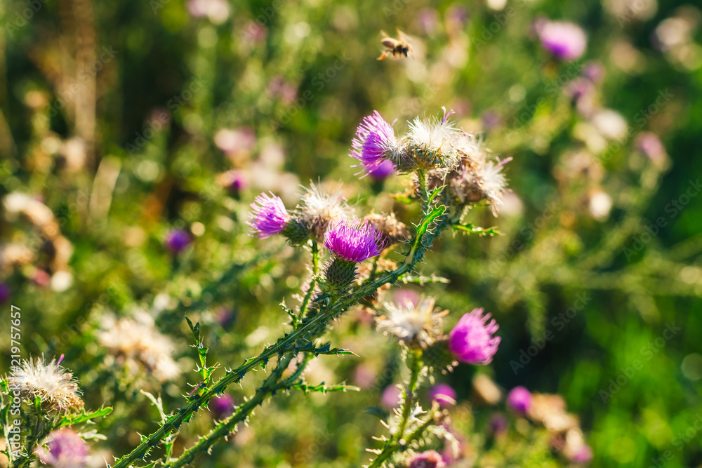 Beautiful onopordum - green prickly weed on sunset Beautiful onopordum - green prickly weed on sunset