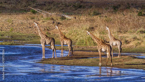 Fototapeta Naklejka Na Ścianę i Meble -  Giraffe in Kruger National park, South Africa