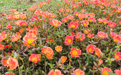 Common Purslane  Verdolaga  Pigweed or Little Hogweed in the garden