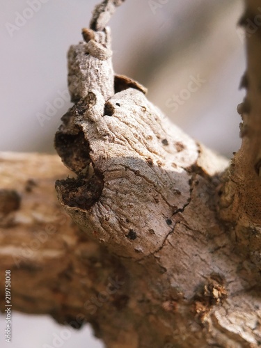 Nature Tree Wood