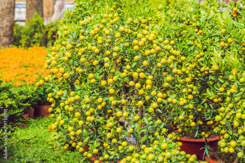 Close up Vibrant orange citrus fruits on a Kumquat tree in honor of the Vietnamese new year. Lunar new year flower market. Chinese New Year. Tet photo