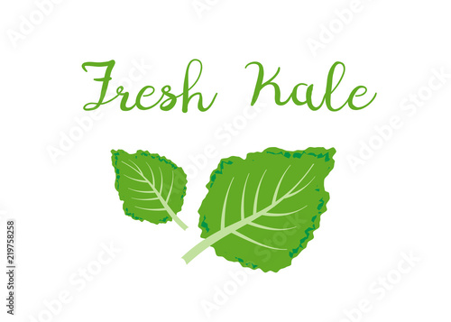 kale icon vector. Fresh kale vector illustration