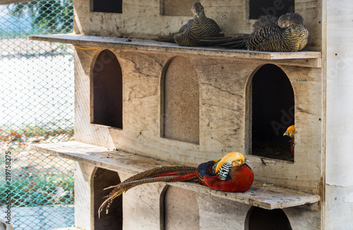 kuşlar,zoo,sülün,leylek,pelikan photo