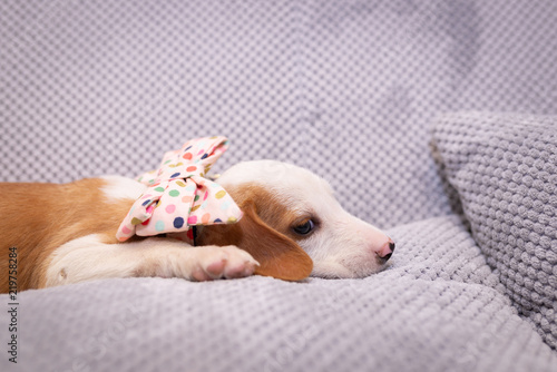 Adorable sleepy puppy posing on a sofa ©  Zlatko59