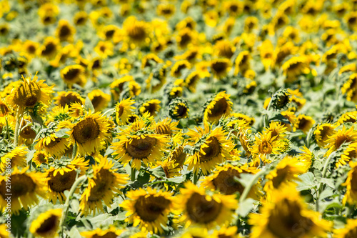 Fototapeta Naklejka Na Ścianę i Meble -  Big sunflower field
