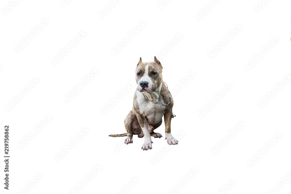 American pit bull terrier dog on the isolated background