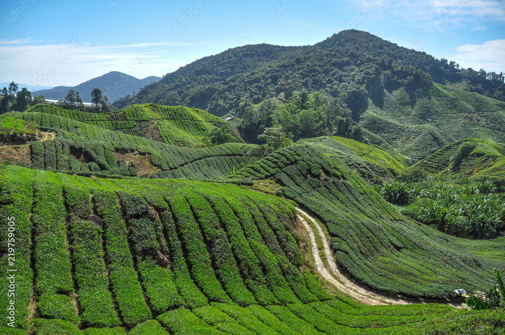 Tea plantations in Cameron Highlands
