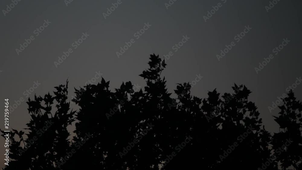 Wind blowing on a tree top. Underexposed, dark night. Black and grey tones. Concept for dangerous nature, mystery, halloween, fear, bad stormy weather, spooky night, blowing in the wind Wind blowing on a tree top. Underexposed, dark night. Black and grey tones. Concept for dangerous nature, mystery, halloween, fear, bad stormy weather, spooky night, blowing in the wind
