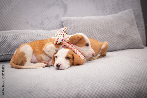 Cute puppies with bow tie