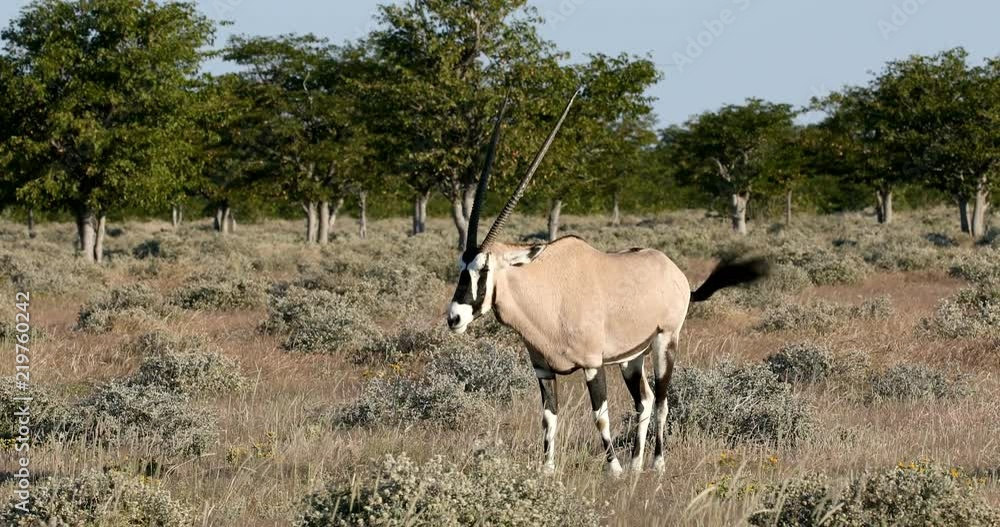 Gemsbok, Oryx gazella in Etosha, Africa Gemsbok, Oryx gazella in Etosha, Africa