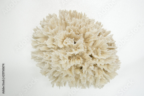 Hard structure of coral, Pectinia sp. photo