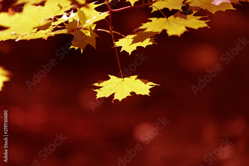 yellow marple leaves on a red background