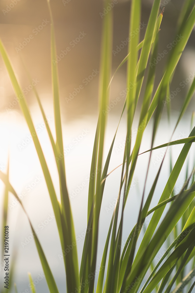 outdoor scenery showing some green reed vegetation detail at a lake outdoor scenery showing some green reed vegetation detail at a lake