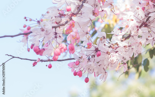 Beautiful pink cassia flowers soft focus for background © tonguy324