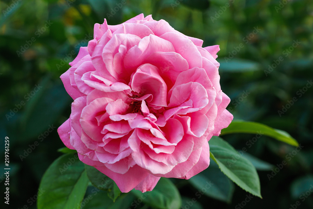 Beautiful pink rose with  leaves in  summer garden