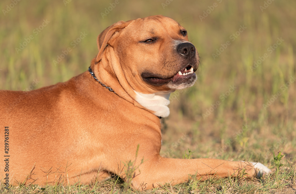 Strong and beautiful American staffordshire terrier portrait