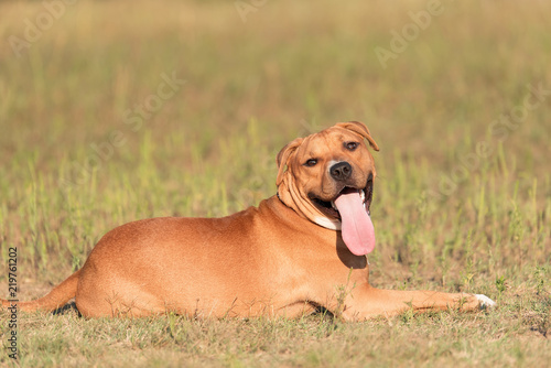 Wallpaper Mural Strong and beautiful American staffordshire terrier portrait Torontodigital.ca