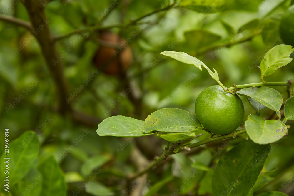 Limes on tree, close-up