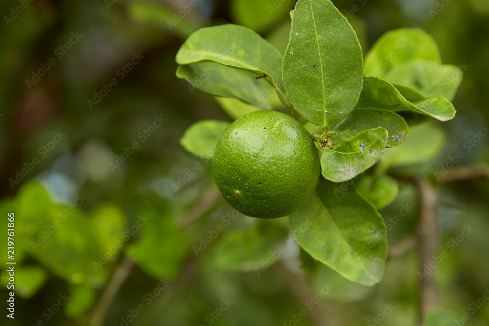 Limes on tree, close-up Limes on tree, close-up