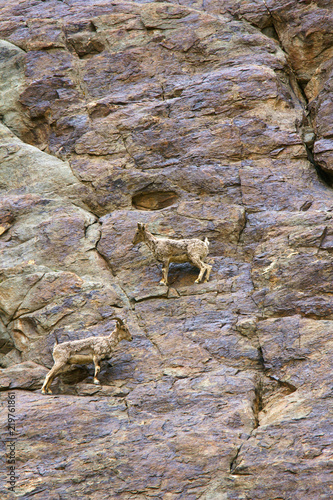 Bharal or Himalayan blue sheep or naur, seudois nayaur, Khardung village, Jammu and Kashmir