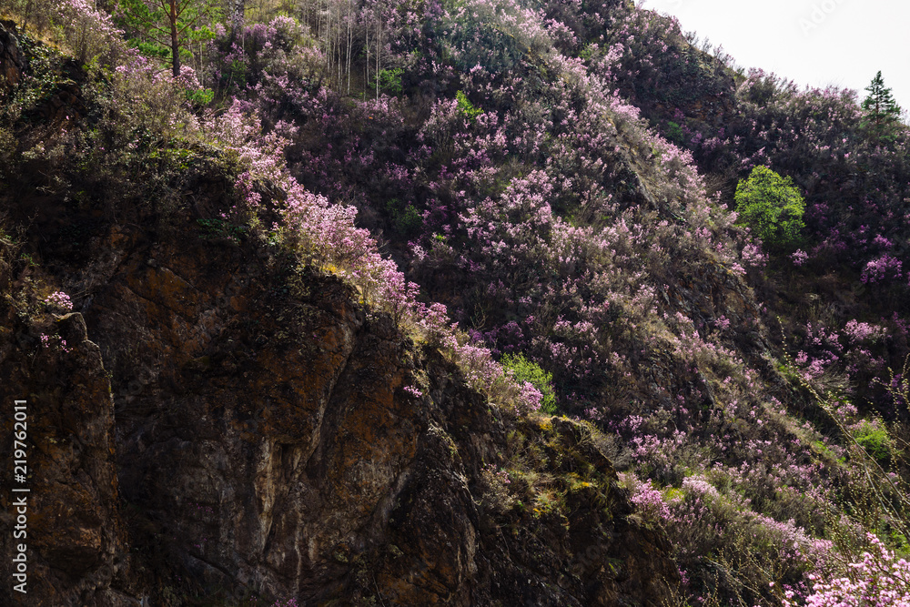 Beautiful rocky gray textured background with green trees and pink flowers. Surface mountain cliff close-up. Beautiful rocky gray textured background with green trees and pink flowers. Surface mountain cliff close-up.