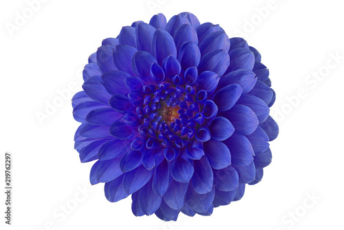 Fototapeta Naklejka Na Ścianę i Meble -  flower dahlia on white background in isolation