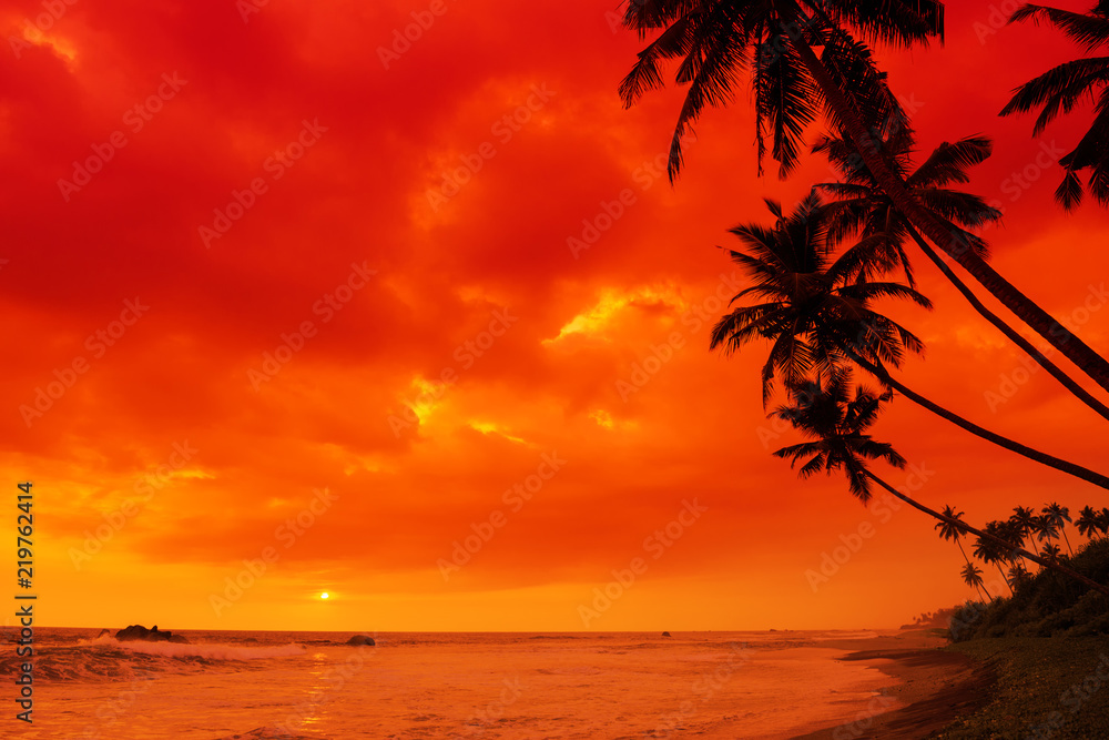 Tropical sunset beach palm tree hanging over the water palms silhouettes