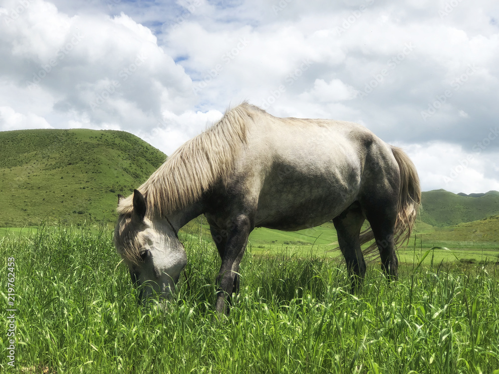 Obraz premium hourse eating green grass in the grassland on blue sky