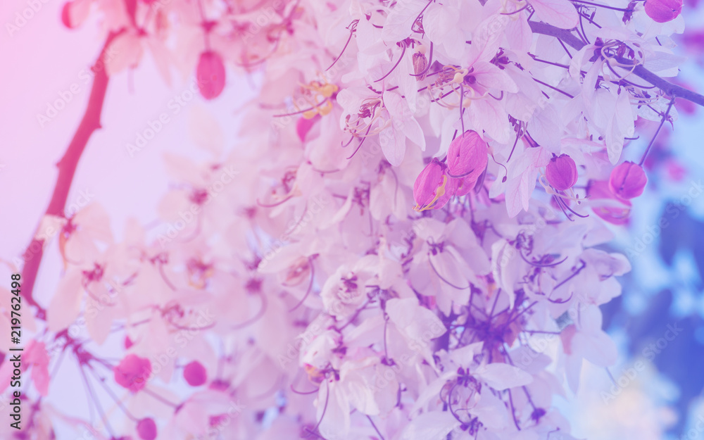 Blurred beautiful pink cassia flowers soft focus for background Blurred beautiful pink cassia flowers soft focus for background