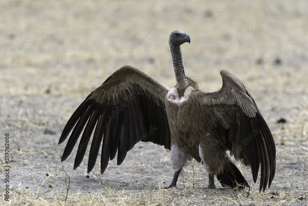 Fototapeta premium African White-Backed Vulture - Witruggier