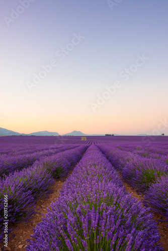 Lavender field at sunrise Valensole Plateau Provence iconic french landscape fields with rows of blossoming lavender bushes
