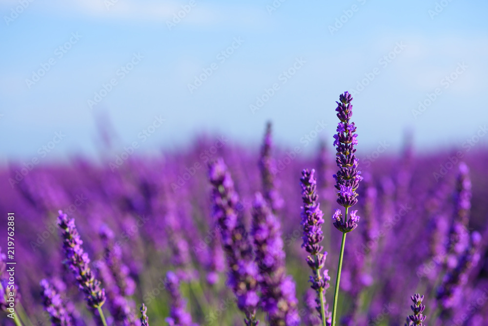 Flowering lavender bush on field macro Flowering lavender bush on field macro