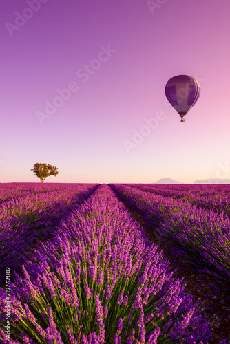 Lavender field rows at sunrise hot air baloon and lonely tree at Valensole Plateau Provence iconic french landscape
