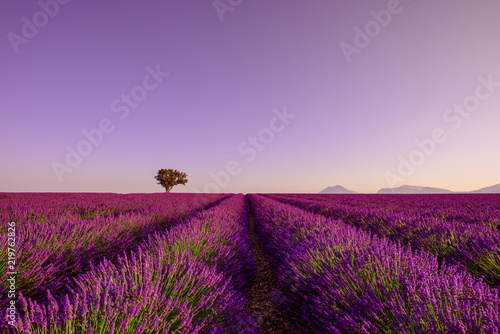 Sunrise on lavender field with rows of blooming bushes and lonely tree on horizon
