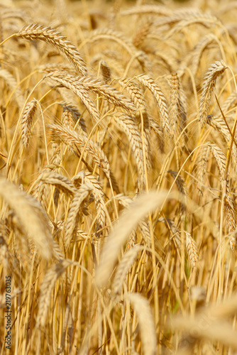 Wheat field closeup golden ripe in July harvest ready