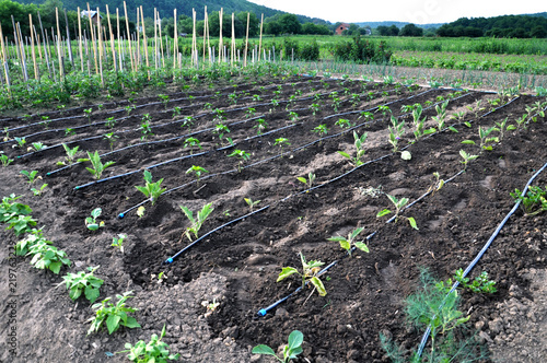 Drip irrigation system photo