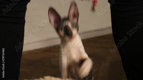 Cornish Rex kitten playing