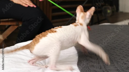 Cornish Rex's kitten playing