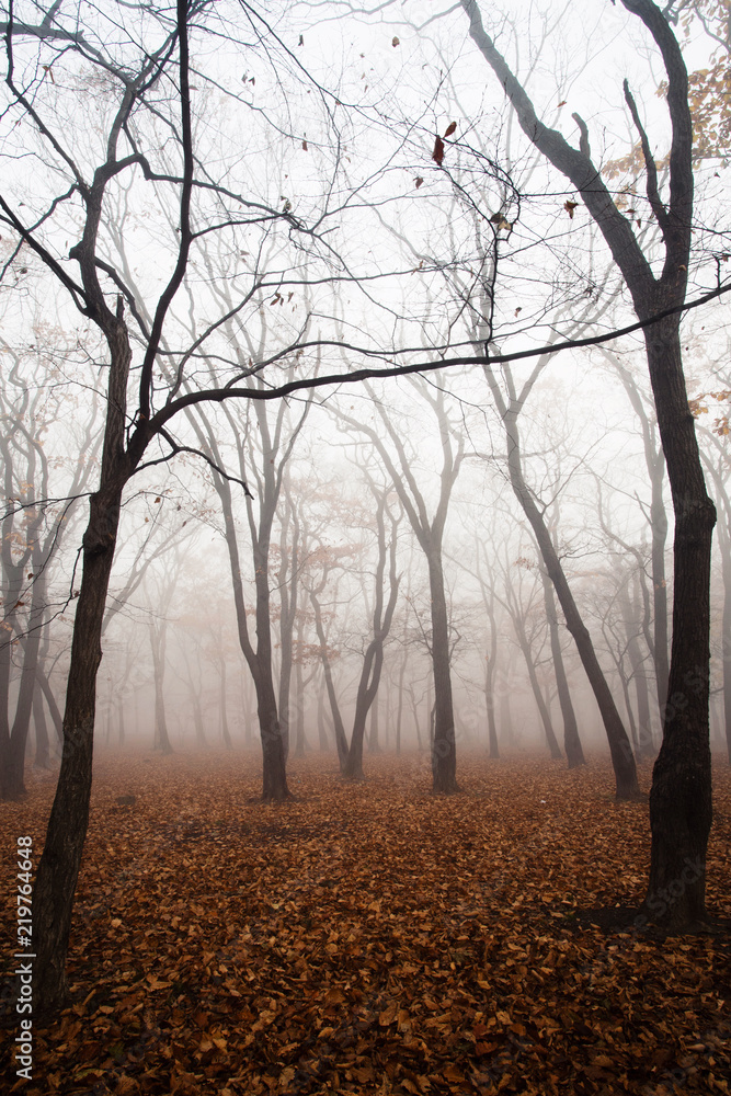A thick fog in the forest