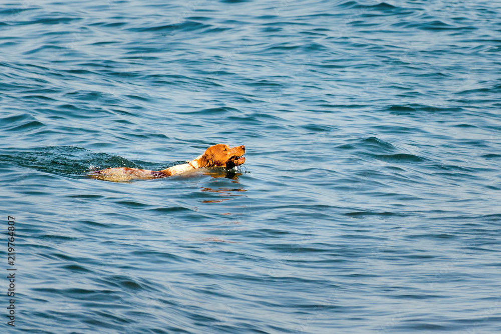 Red-haired dog swims in the water with stick in his teeth.